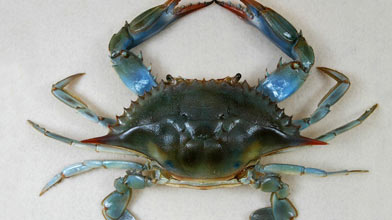 Seafood Species: Blue Crab