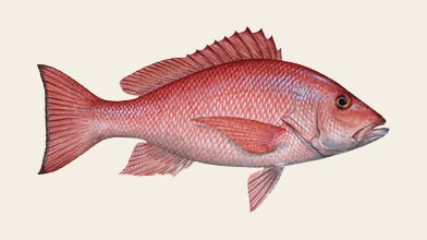 Seafood Species: Red Snapper