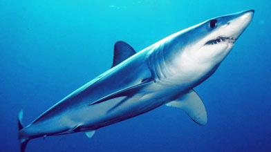 Seafood Species: Shark
